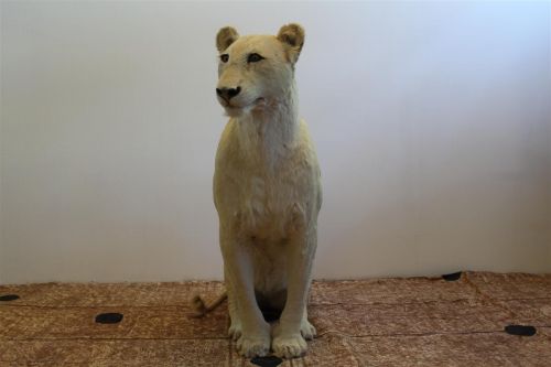 4459 tassidermia leonessa seduta.jpg